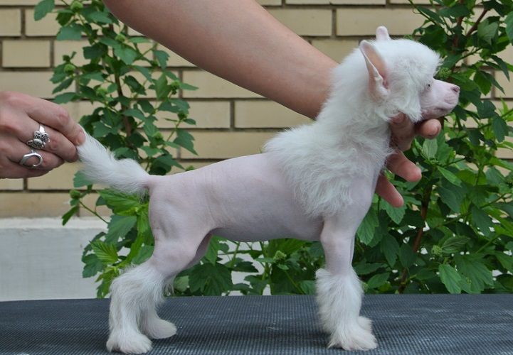 Apriori Vip Graffiti