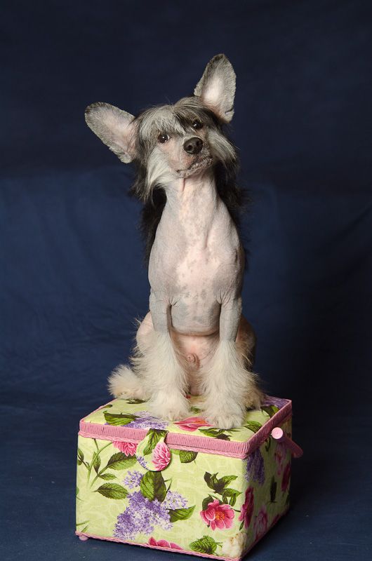 Dogland Happy Gekston