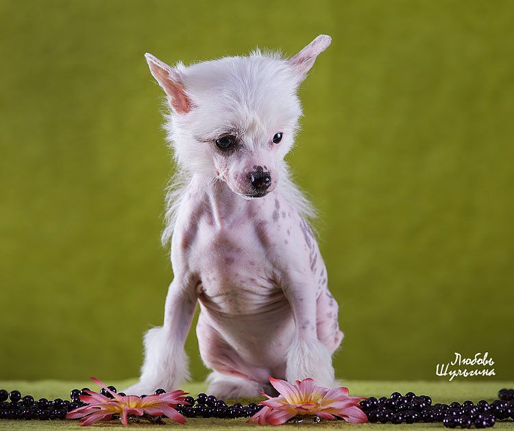 My Vanity Fair Noreen