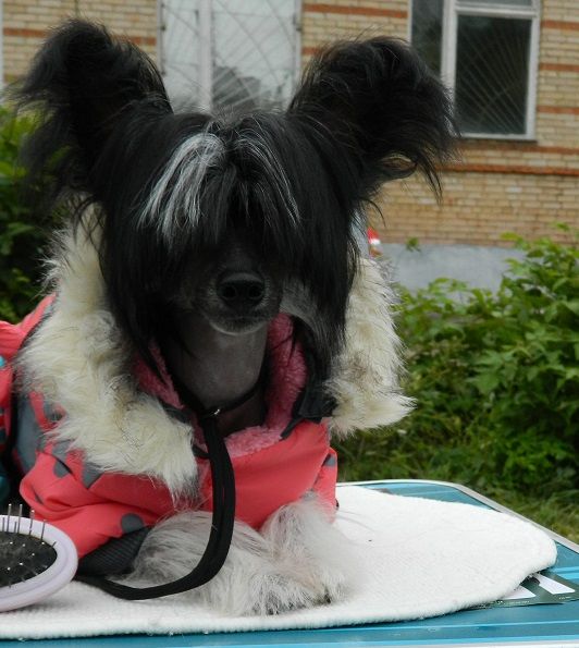 Del Terro Perros Ri-Hana