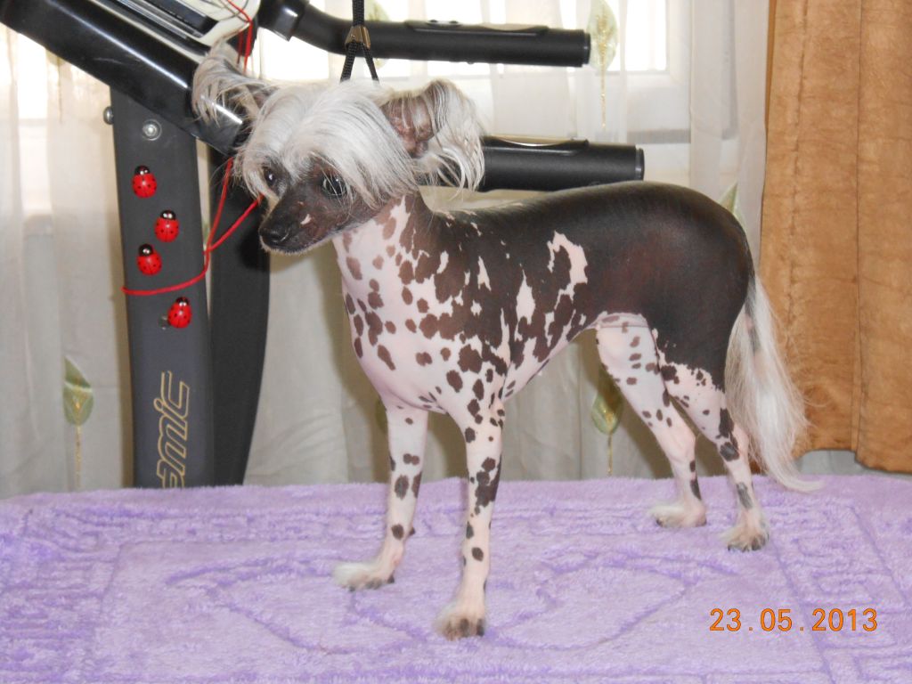 Sher Bambu S Prikubanskogo