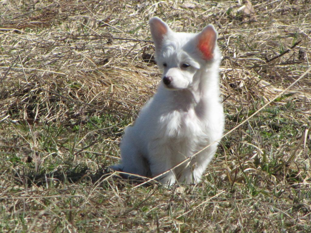 Bemu's Brilliant Sky