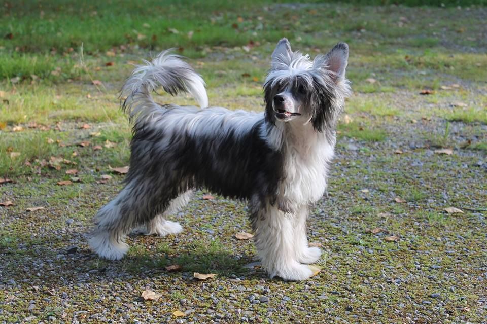 Bemu's Be Bop A Lula