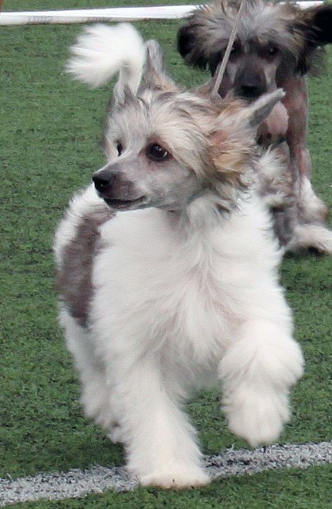 Dizzor Marry The Night