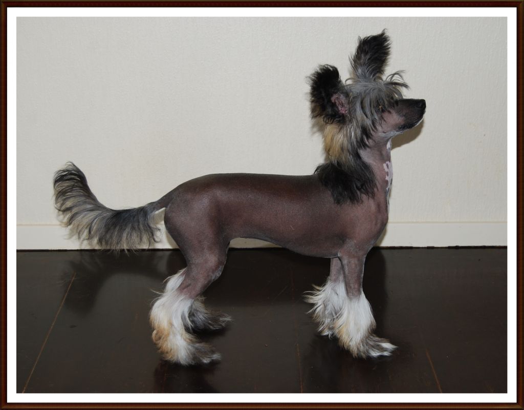 Dizzor Dance In The Dark