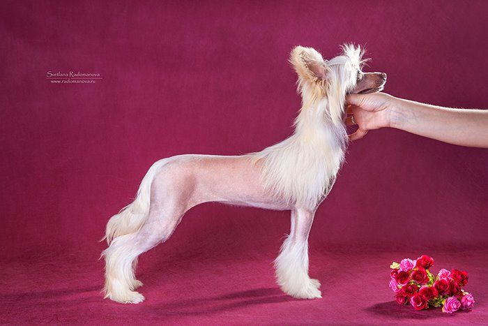 Rolana Family Tiffany