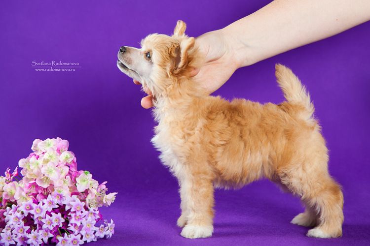 Rolana Family Tendre Belle