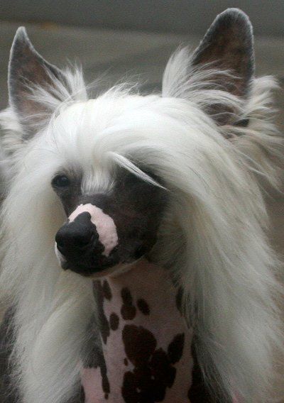 Absolutely Me von Shinbashi