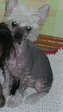 Gollend Triniti San Svit