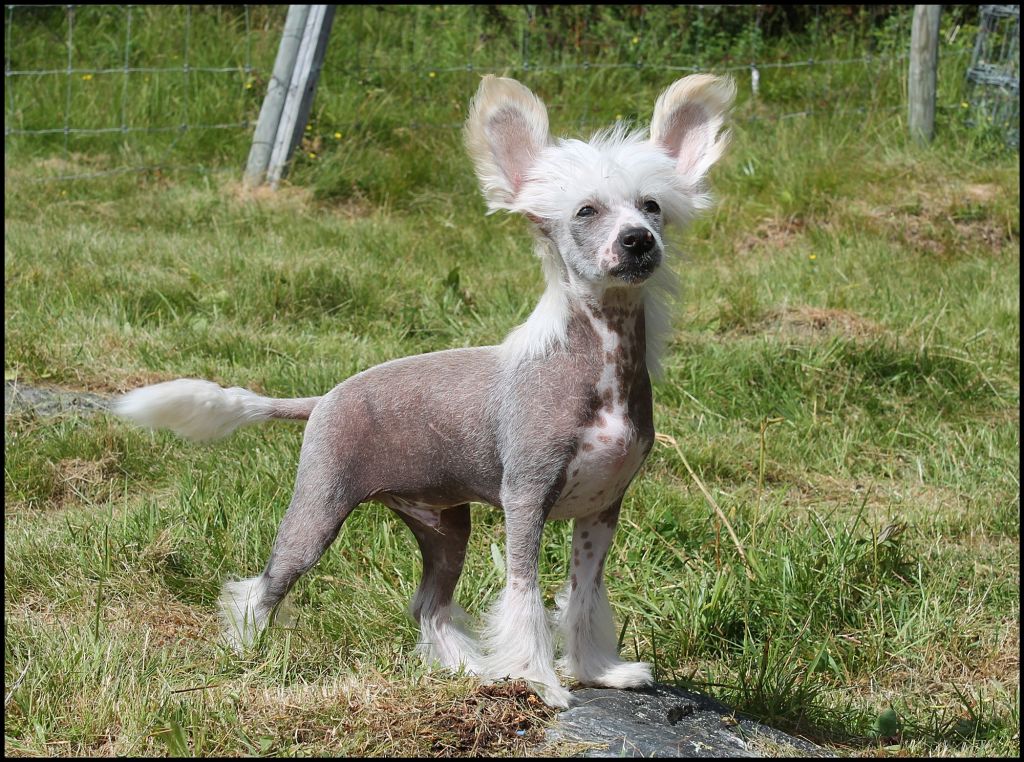 Curlycrest's Division Bell