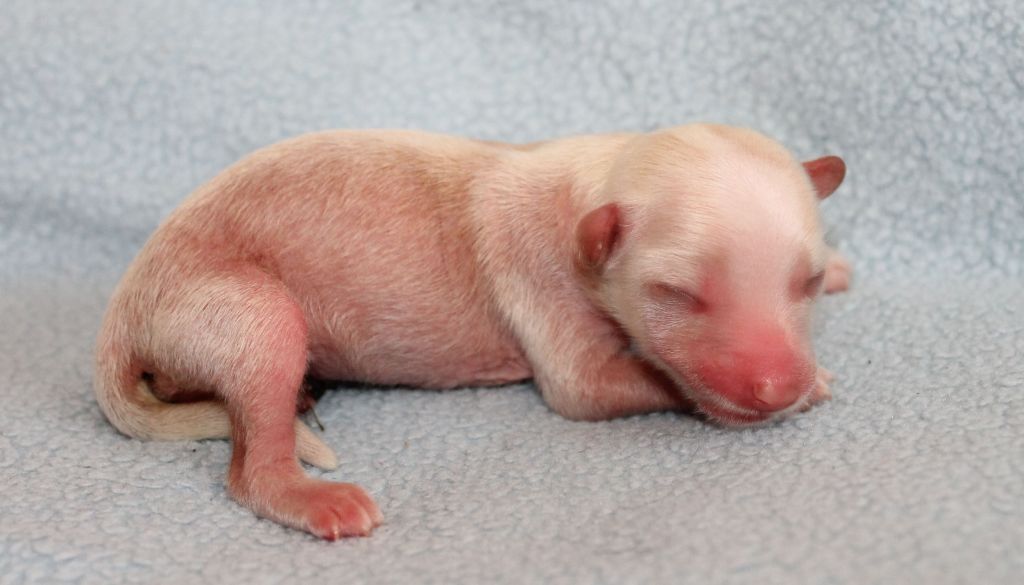 Curlycrest's High Hopes