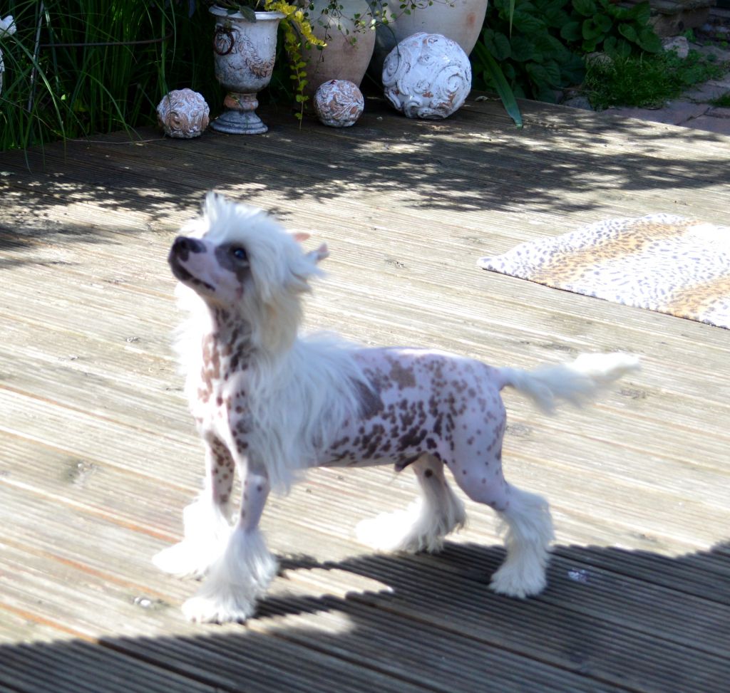 Zazzaro von Shinbashi