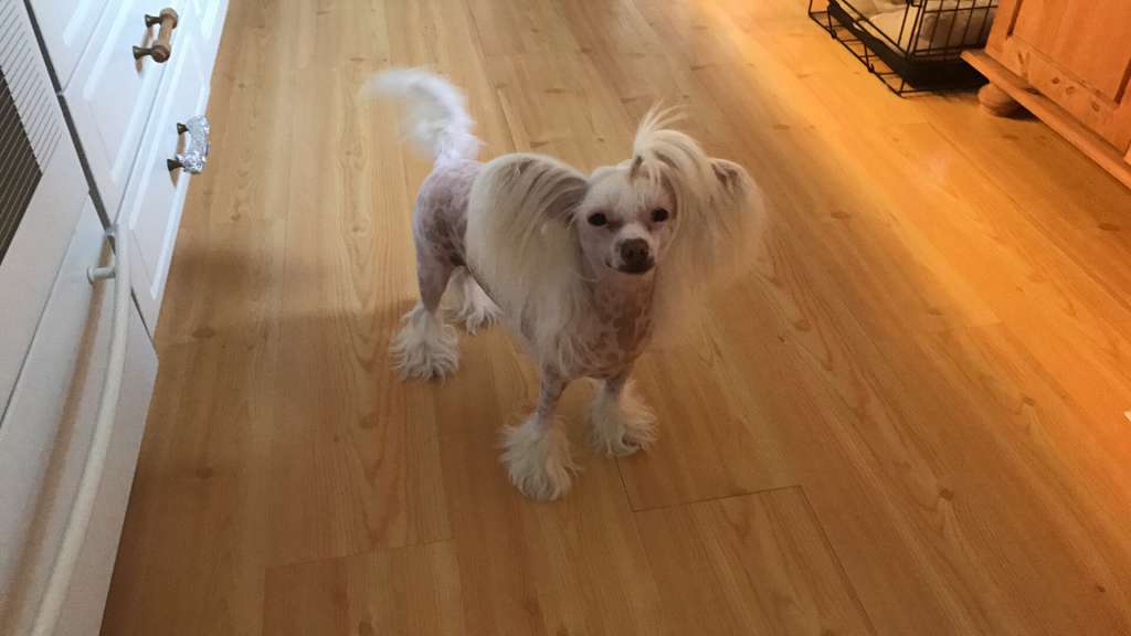 Zoom La Boom von Shinbashi