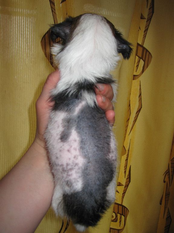 Al'nes Sheriatta ....