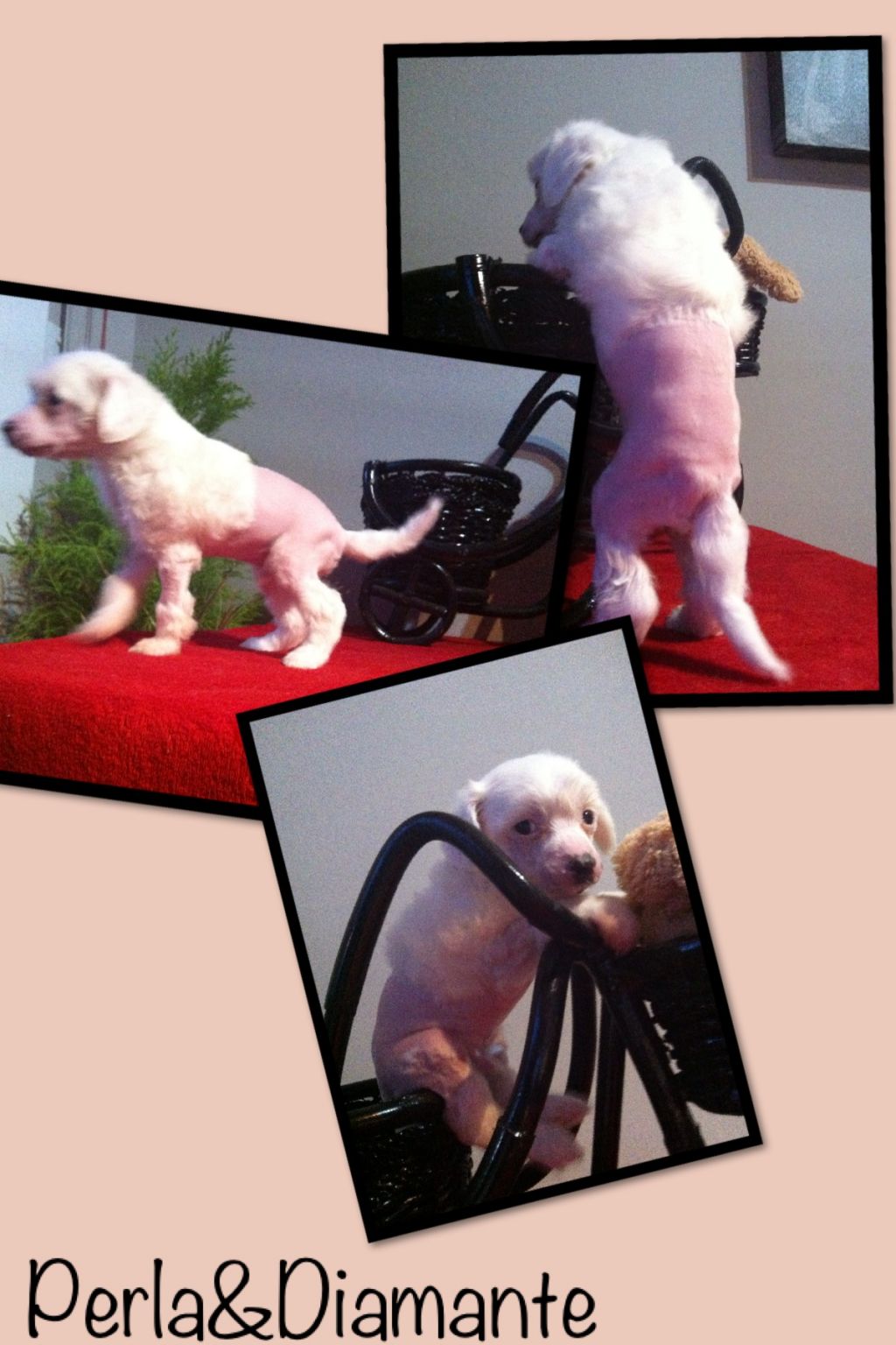 Evo de Perla y Diamante