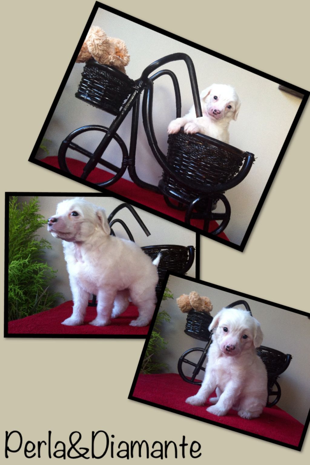 Ferrari de Perla y Diamante