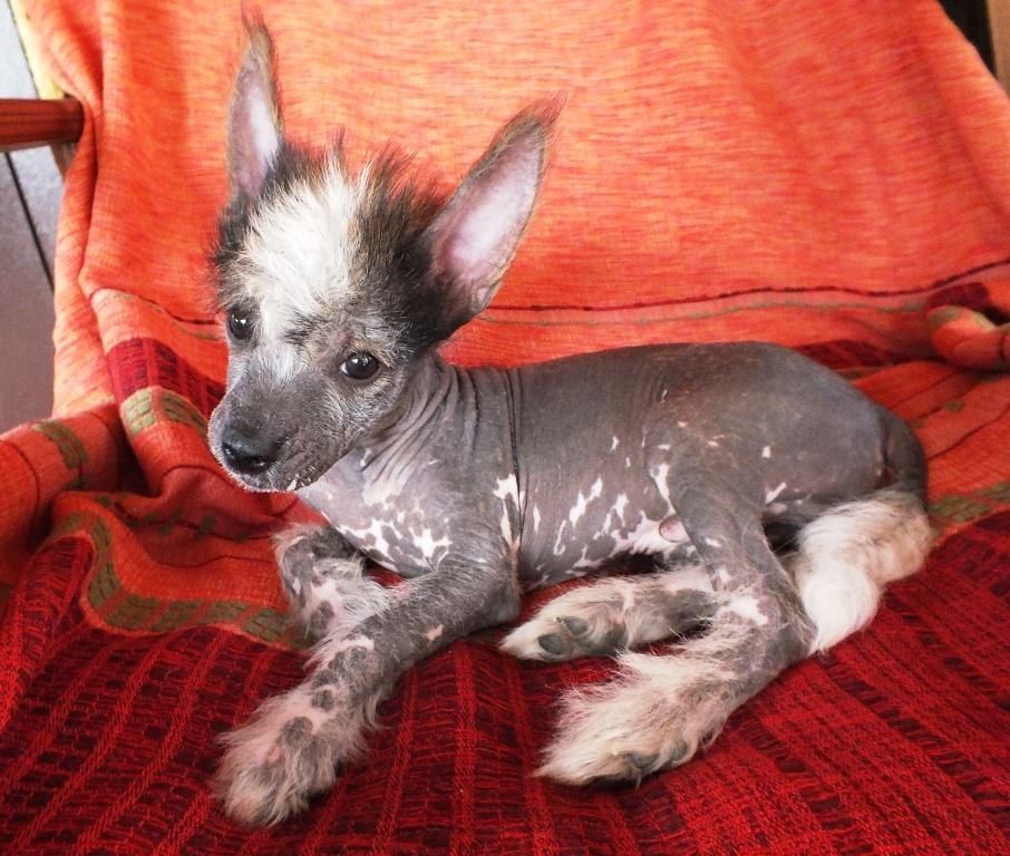 Super Star Zamiokulkas Magicheskiy