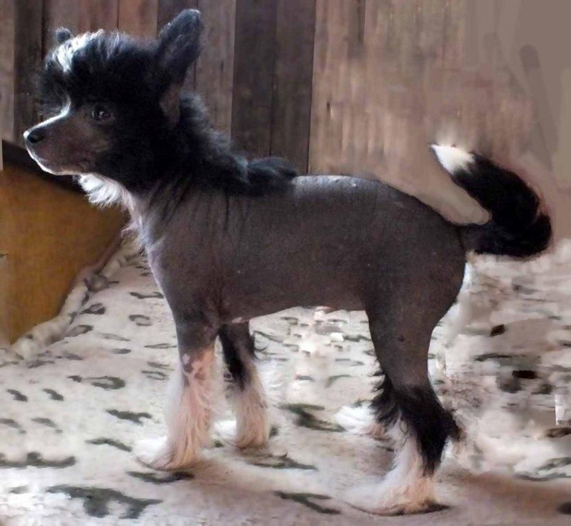 Super Star Zimnyaya Vishnya