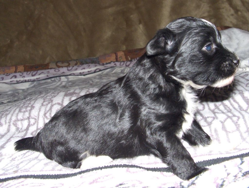 Super Star Znoynaya Krasavica