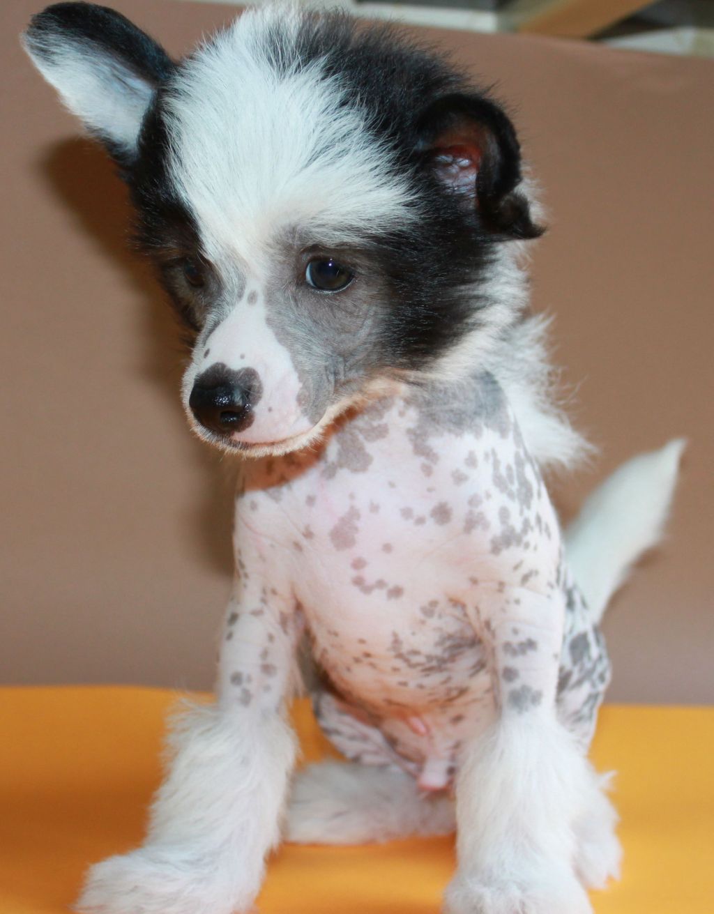 Timurlan  Alex Band for Olgivanshow