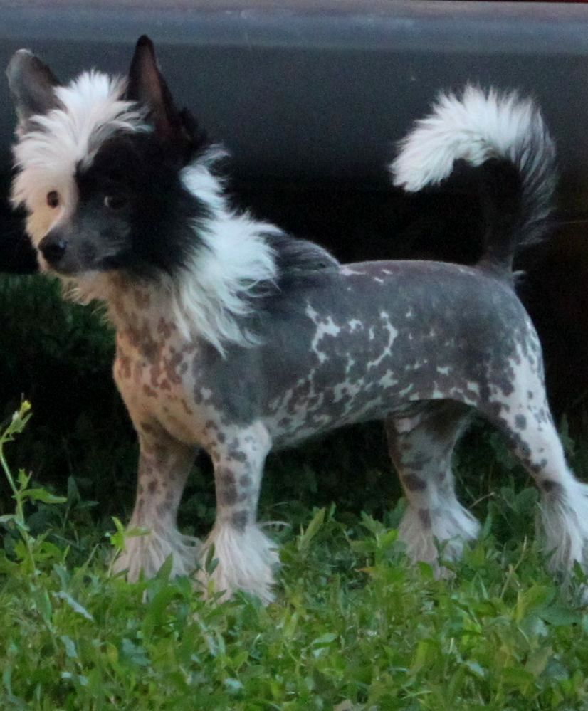 Temudjin By Di Lider Absolut