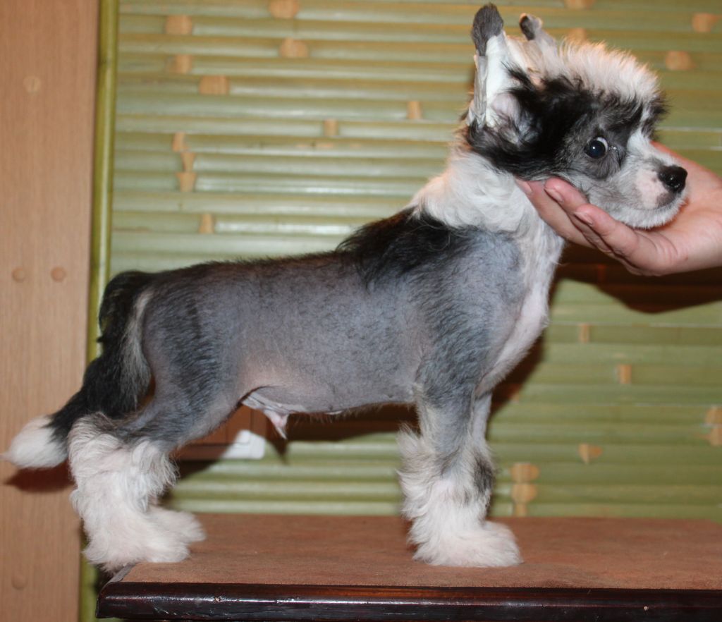 Timberlake  Just in Time Spry Optimus