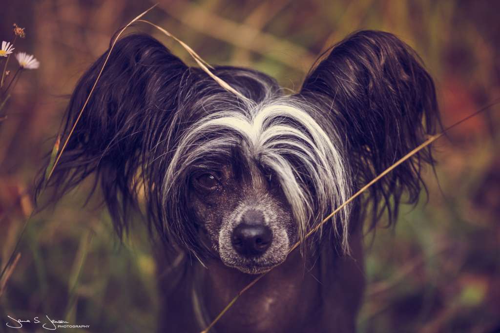 Westfire's All The Pretty Things