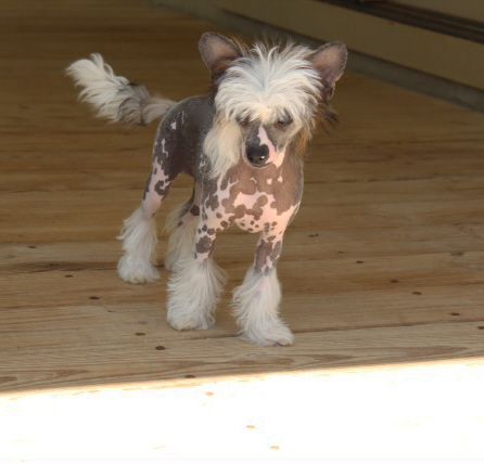 Kalypso's Maid in the Mist