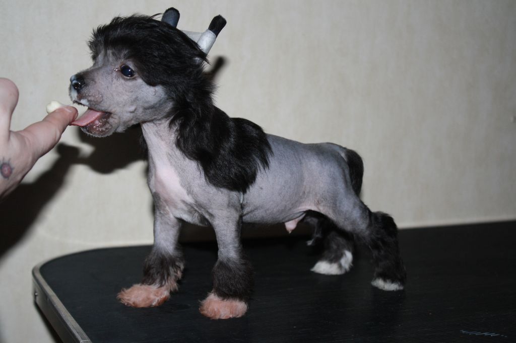 Love Bites Crimson Idol