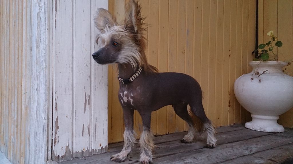 Ognenny Lotos Nikolas Keidg