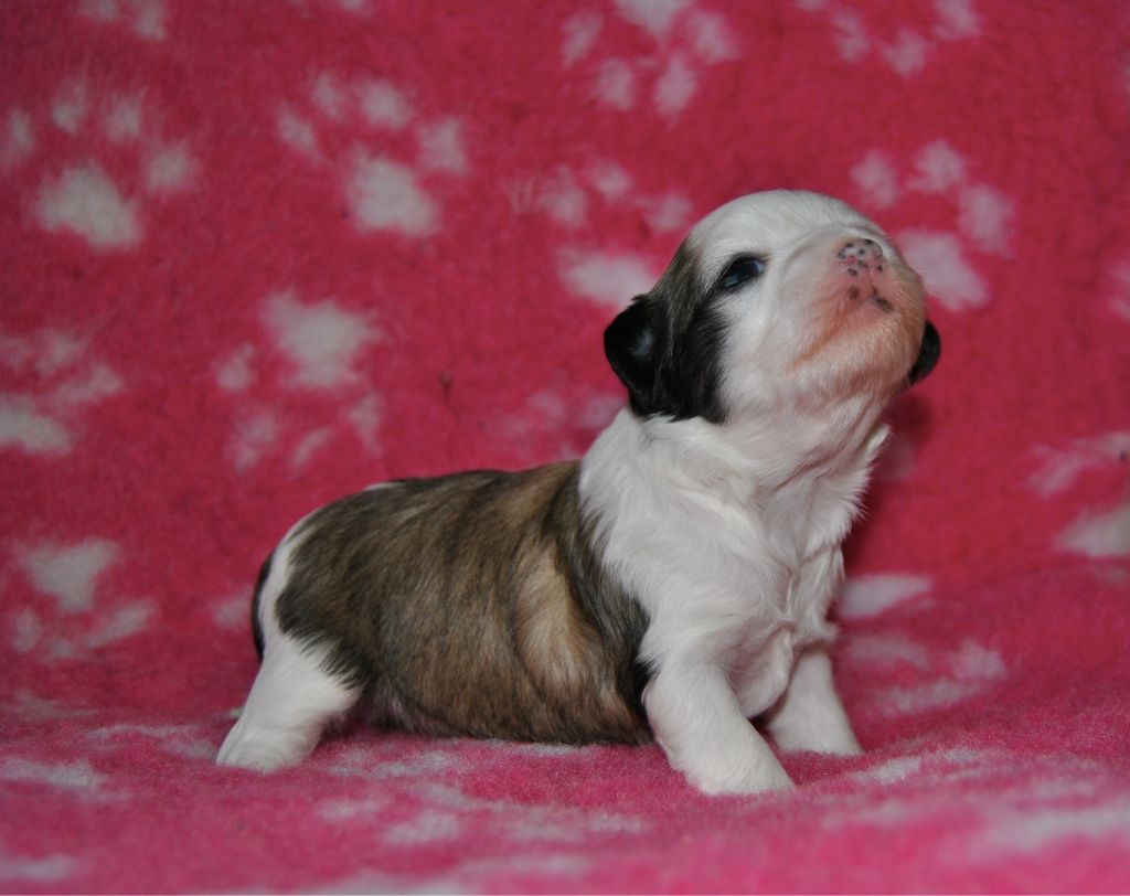 Kalimera's Royal Straight Flush