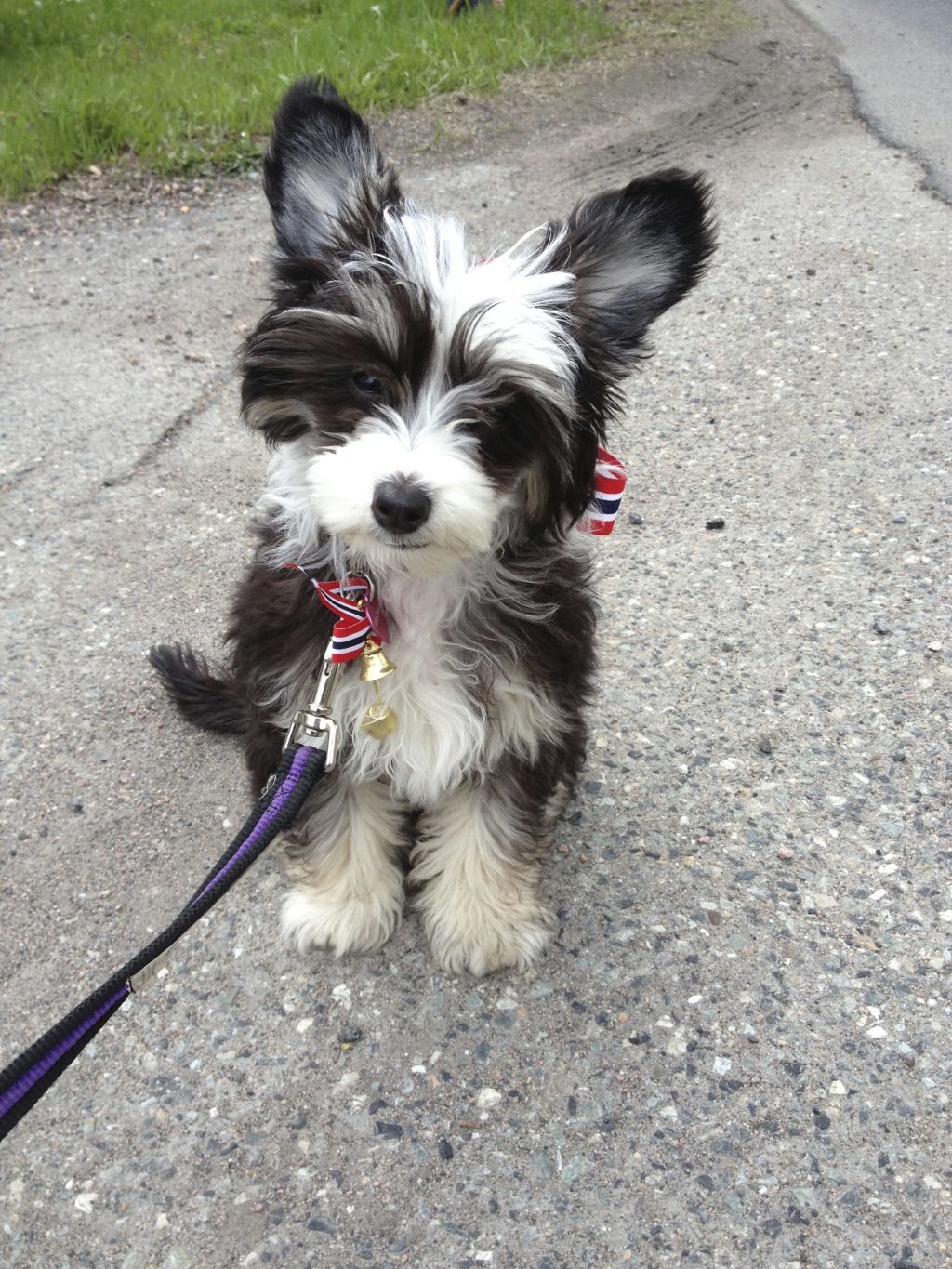 Tiny Darlings Athena