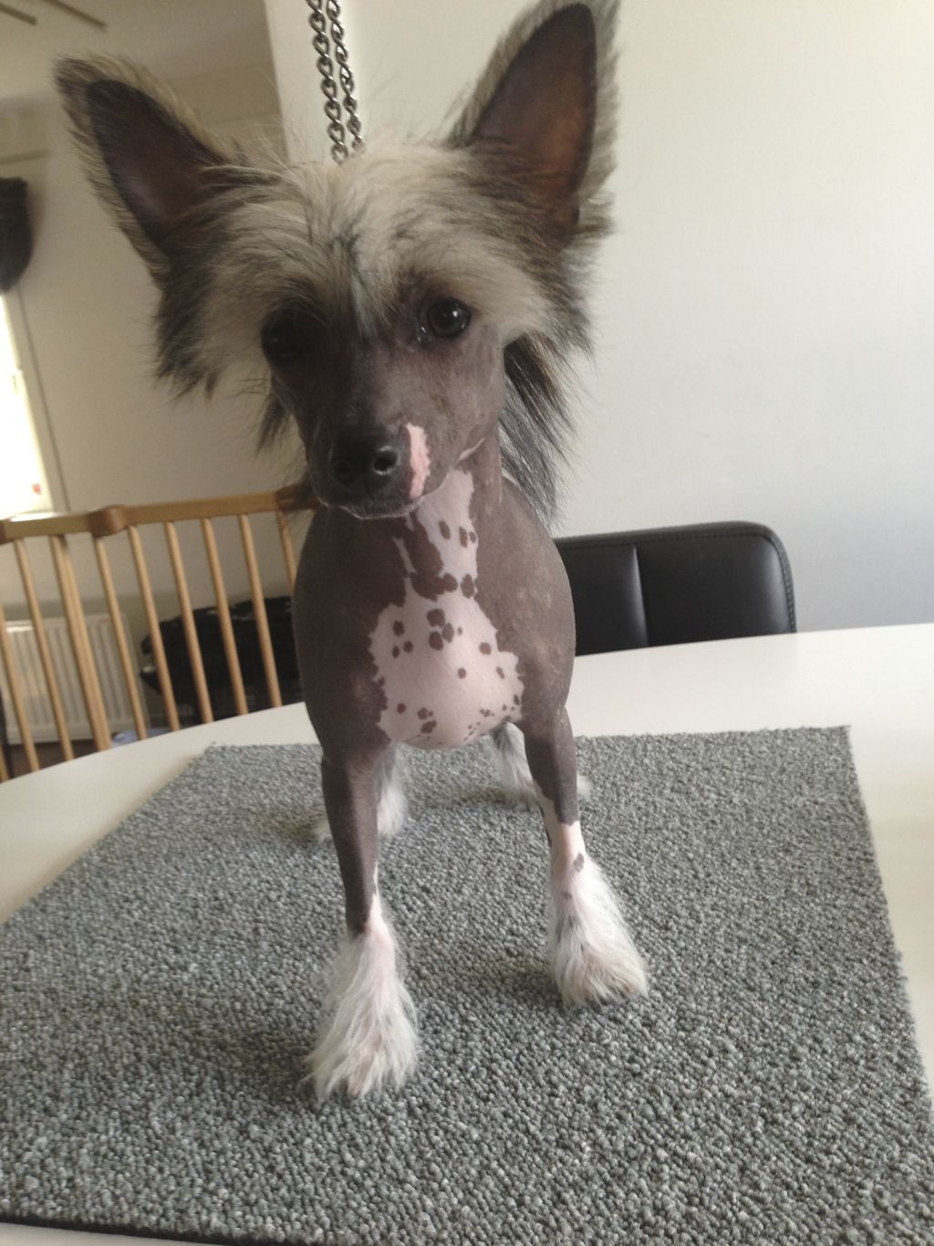 Tiny Darlings Artemis