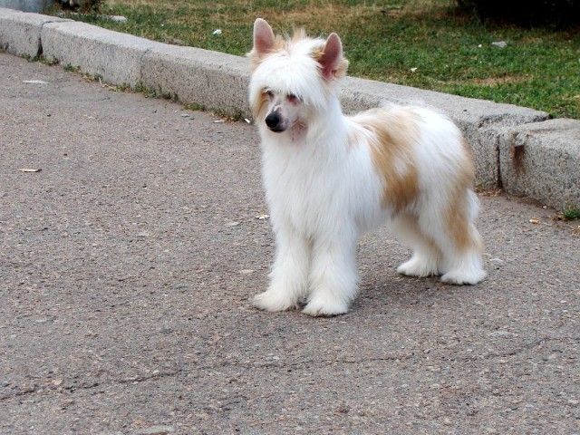 Fillippo Vittoria dell Amore