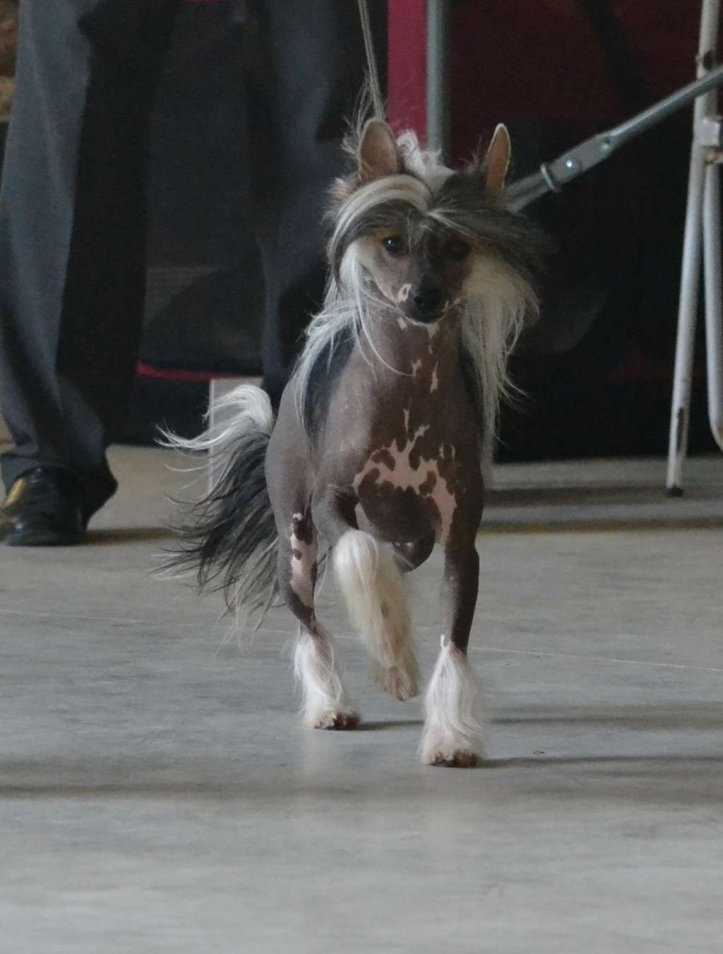 Iwokey de l'Orée des Rêves