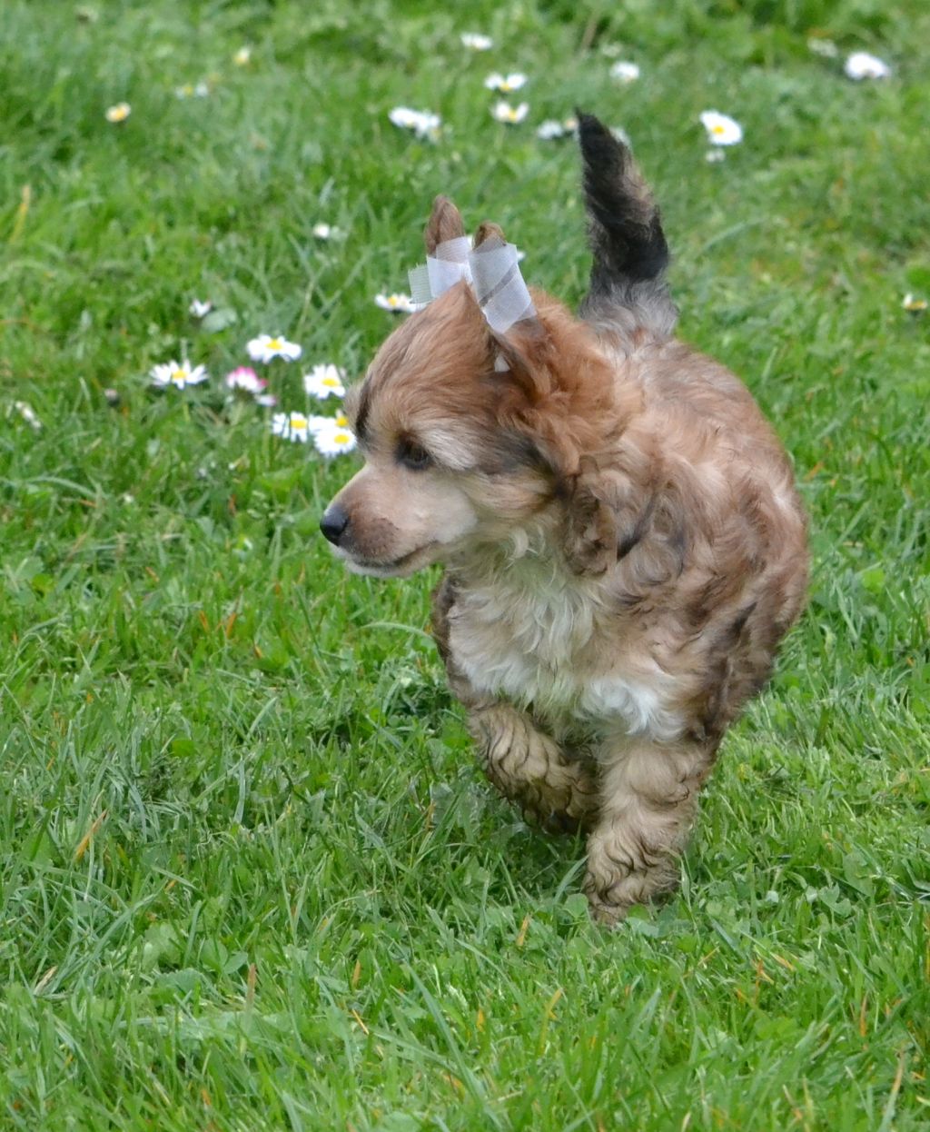 (CH)I am in Love de l'Orée des Rêves