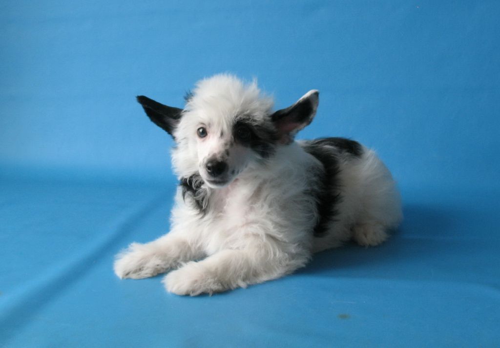 Urza Brigitta Brosch