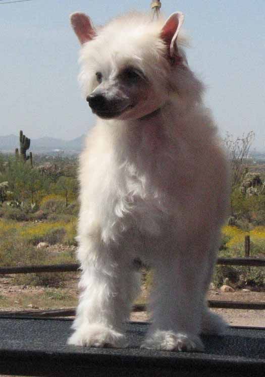 Crest-Vue Save The Last Dance For Me