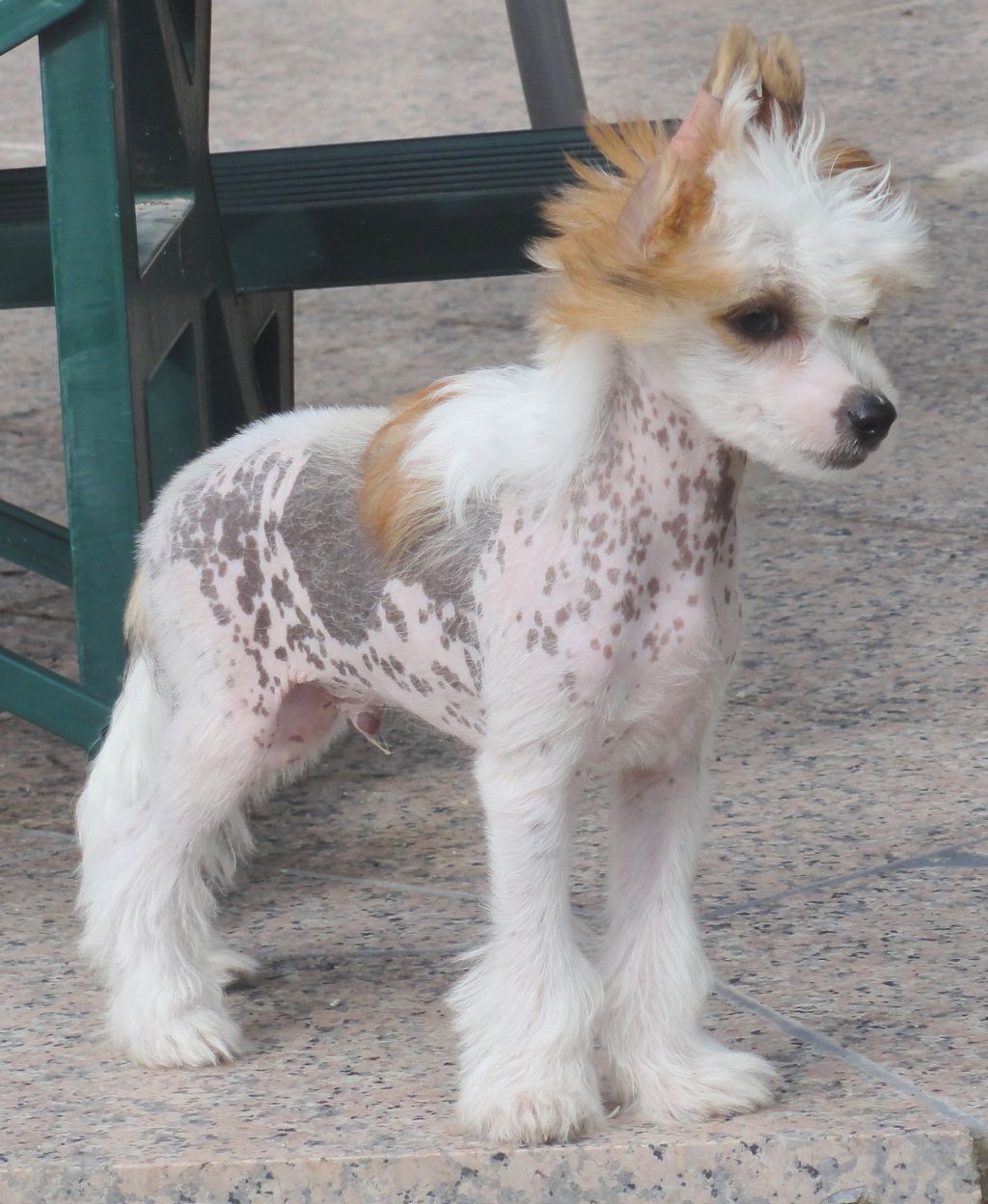 Captain Jack Sparrow von der Sturmhoehe