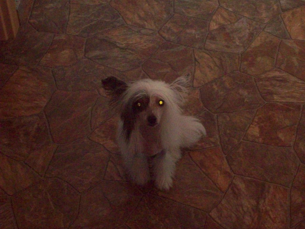 Charming Ceodora von der Sturmhoehe