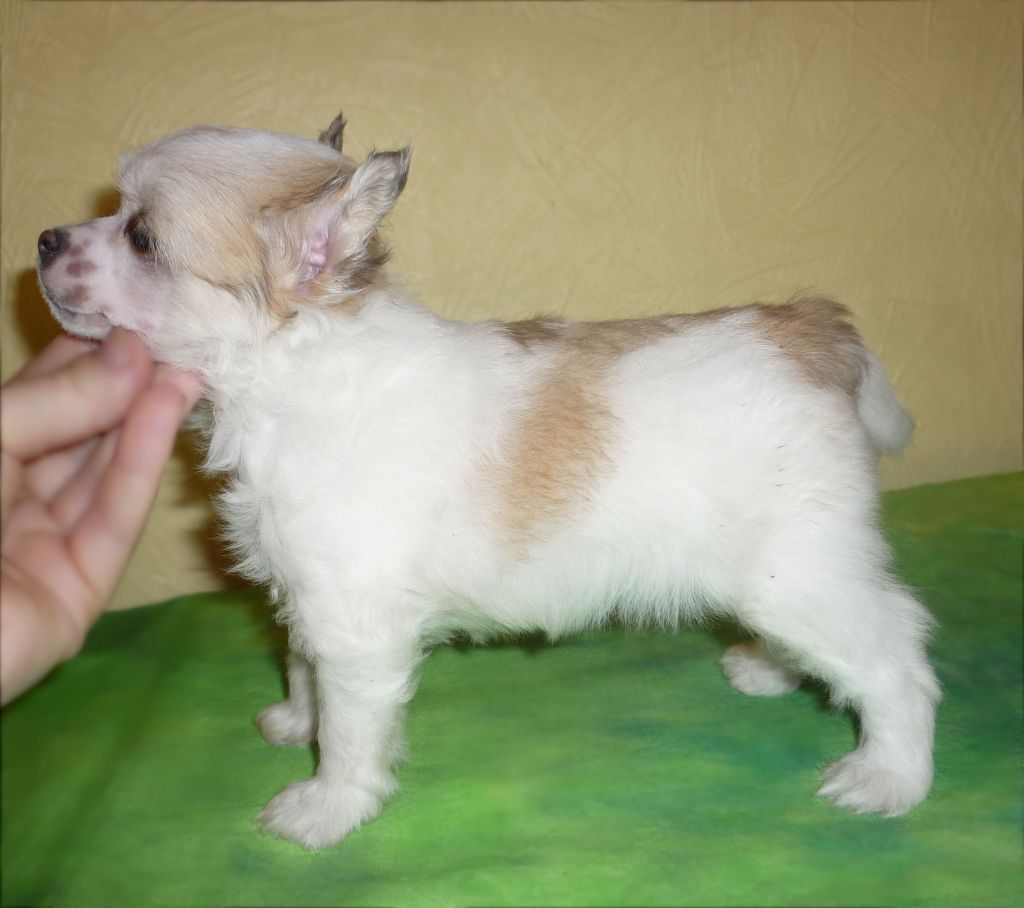 Legion Of Dream Kate Becki