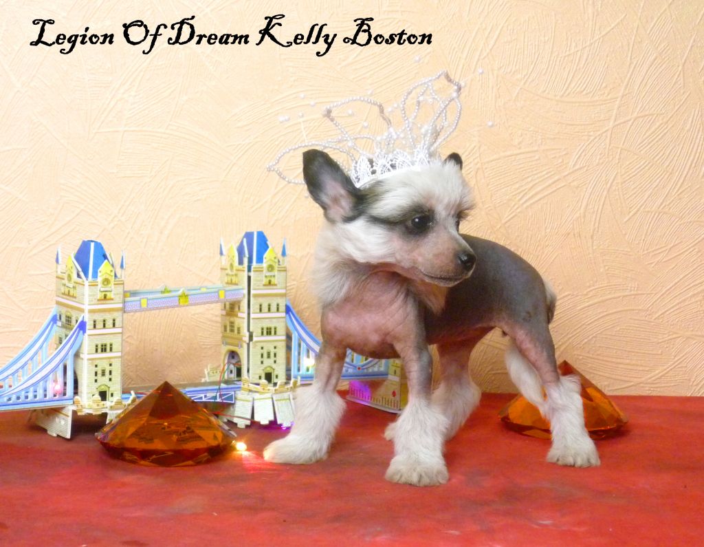 Legion Of Dream Kelly Boston