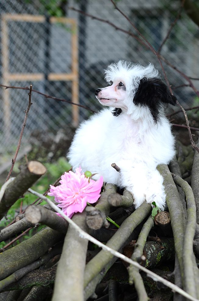 Premier Mari Uitni Hyuston