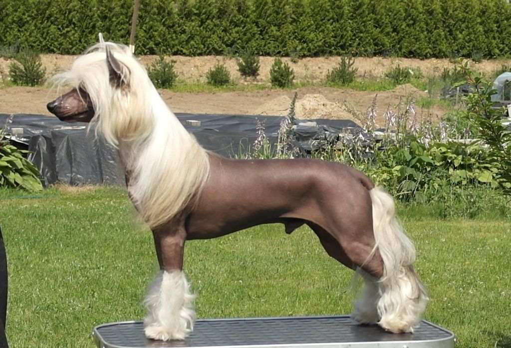 Mano Ponis Everestas