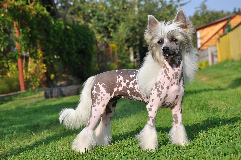 Bella Russochka Winning Smile