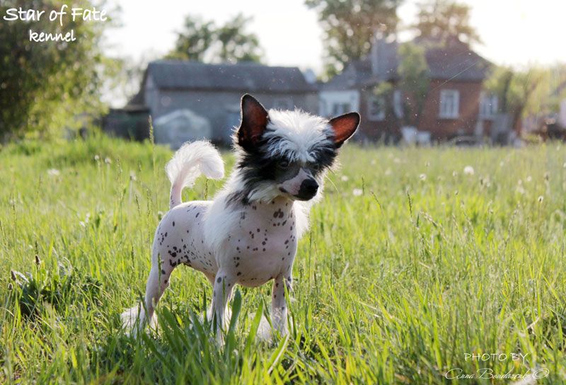 Zhiguasha Kelpie Star of Fate