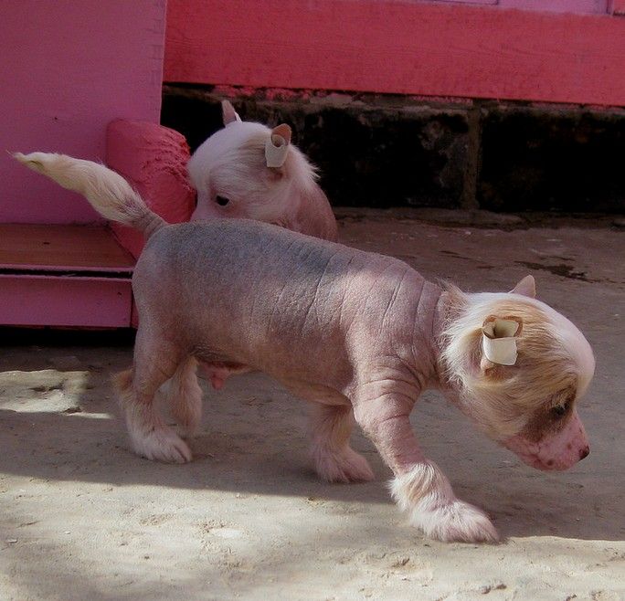 Angel O' Check Jenshen.