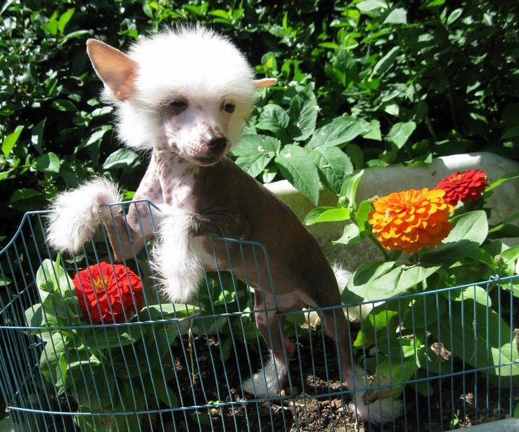 Angel O' Check Jasmin.