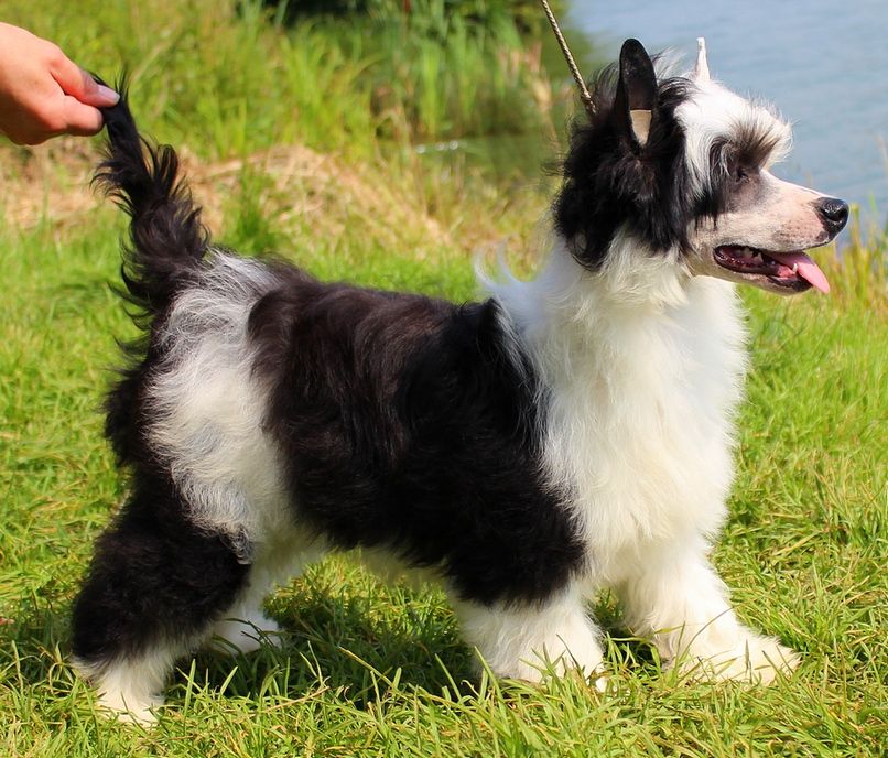 Angel O' Check Jockey.