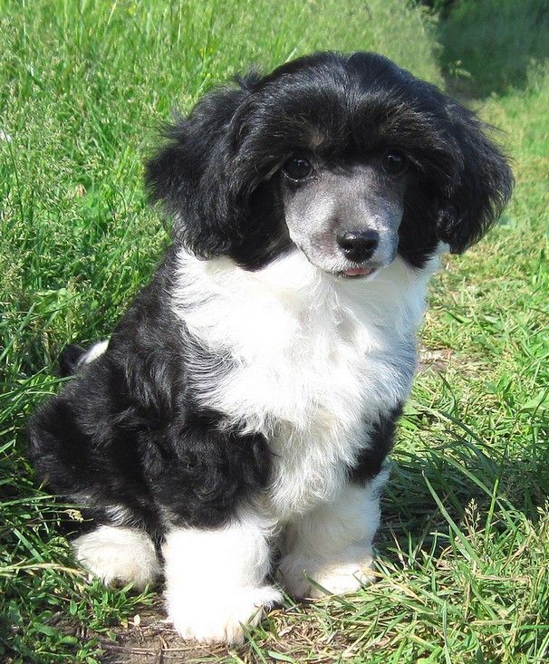 Angel O' Check Jeneva.